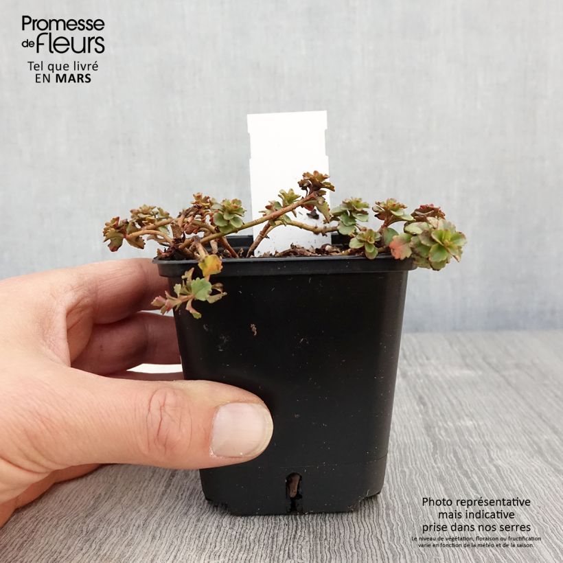 Sedum kamtschaticum var. floriferum Weihenstephaner Gold Vasetto da 8/9 cm esemplare consegnato in primavera