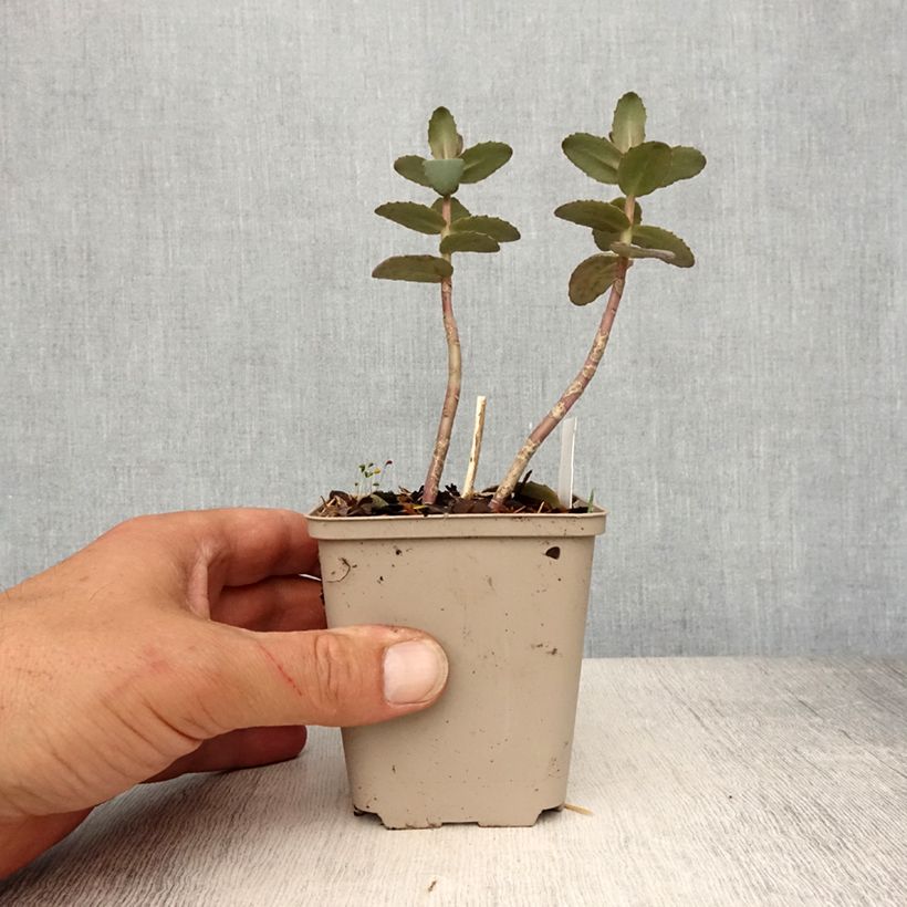 Sedum spectabile Yellow Xenox - Borracina Vasetto da 8/9 cm esemplare consegnato in primavera