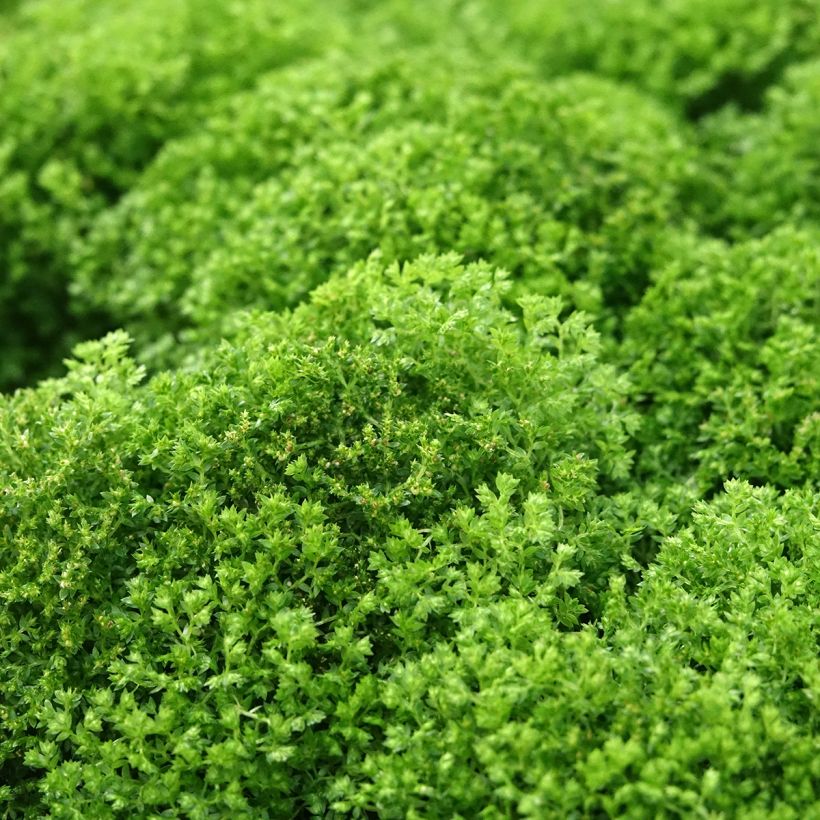 Selaginella apoda (Fogliame)