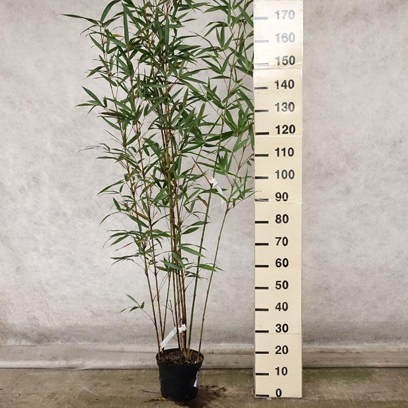 Esemplare di Semiarundinaria fastuosa Viridis Vaso da 4L/5L come consegnato in autunno