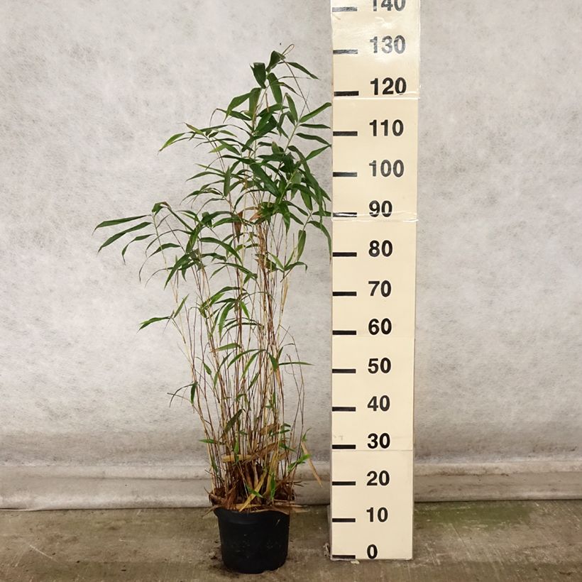 Esemplare di Semiarundinaria yashadake Kimmei Vaso da 4L/5L come consegnato in autunno