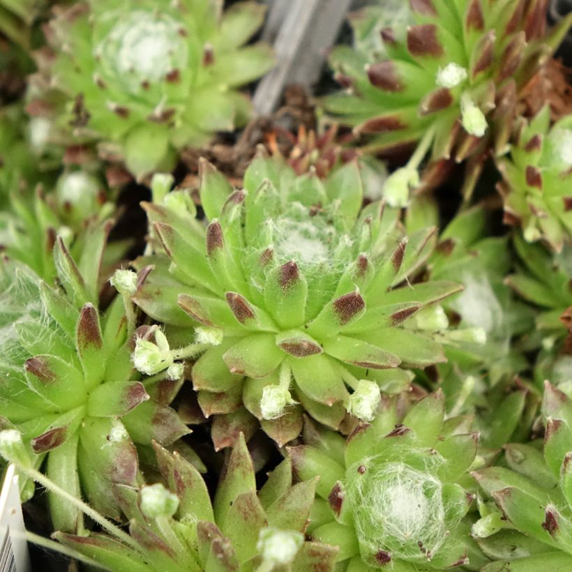 Sempervivum arachnoideum - Semprevivo ragnateloso (Fogliame)