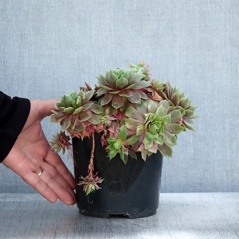 Esemplare di Sempervivum (BigSam series) Ruby Star - Semprevivo Vaso da 3L/4L come consegnato in autunno