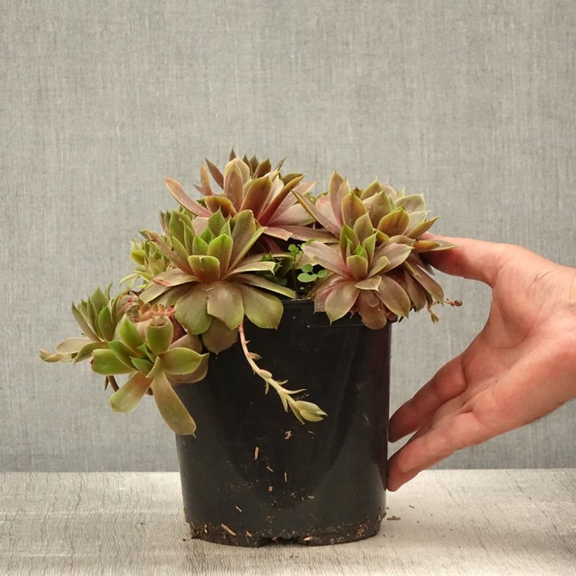 Sempervivum (BigSam series) Ruby Star - Semprevivo Vaso da 3L/4L esemplare consegnato in primavera