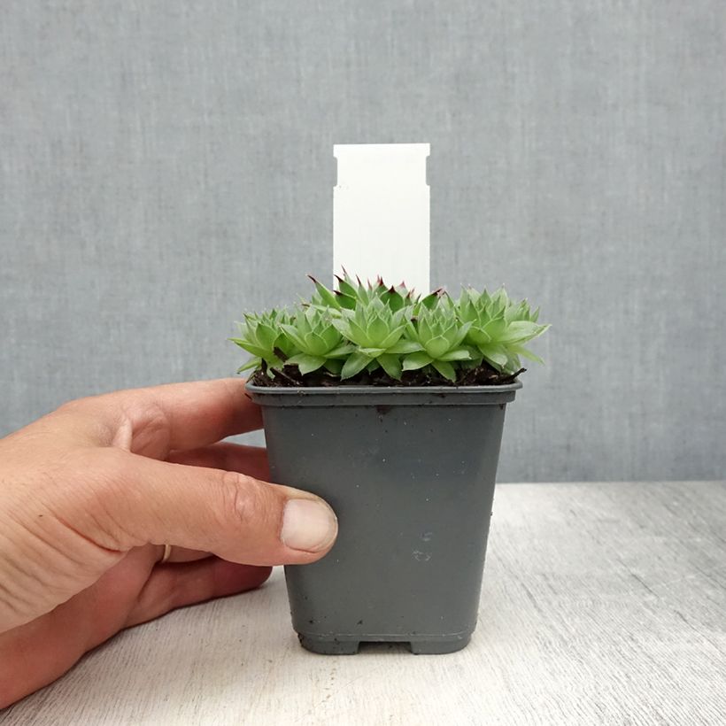 Esemplare di Sempervivum calcareum - Semprevivo del calcare Vasetto da 8/9 cm consegnato in estate