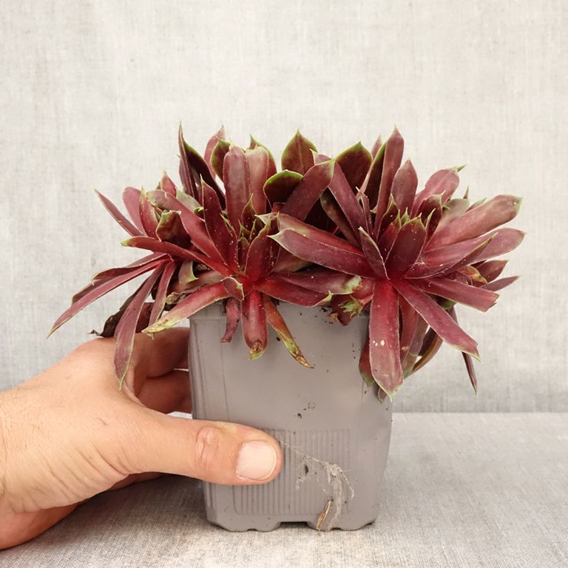 Sempervivum Chick Charms Giant Emerald Explosion - Joubarbe Vaso da 1L/1,5L esemplare consegnato in primavera