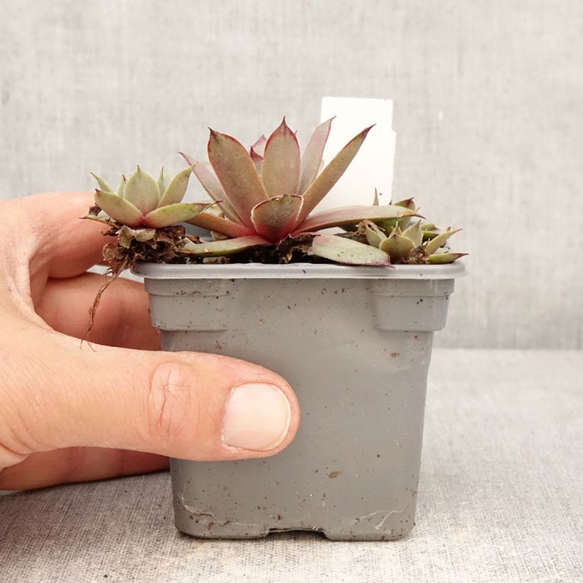 Sempervivum Chick Charms Grape Galaxy - Joubarbe Vasetto da 8/9 cm esemplare consegnato in primavera