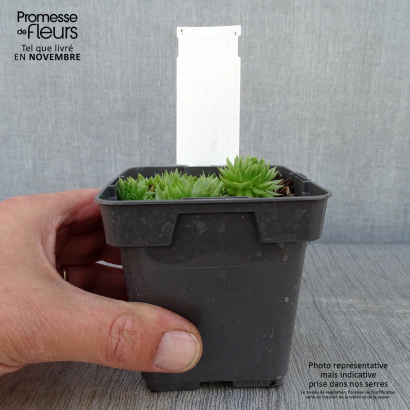 Esemplare di Sempervivum Chick Charms Key Lime Kiss - Semprevivo Vaso da Ø 10 cm/11 cm come consegnato in autunno