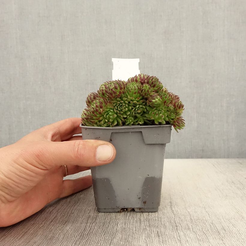 Sempervivum Chick Charms Key Lime Kiss - Semprevivo Vaso da Ø 10 cm/11 cm esemplare consegnato in primavera