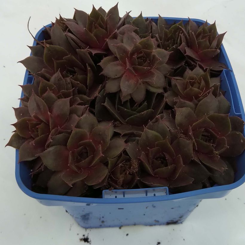 Esempio di esemplare Sempervivum Chick Charms Plum Perfect  - Joubarbe Pot de 10 cm/11cm come consegnato