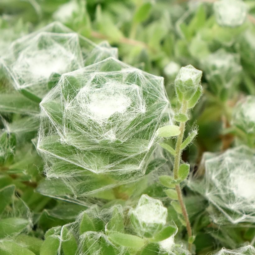 Sempervivum Chick Charms Cotton Candy - Semprevivo (Fogliame)
