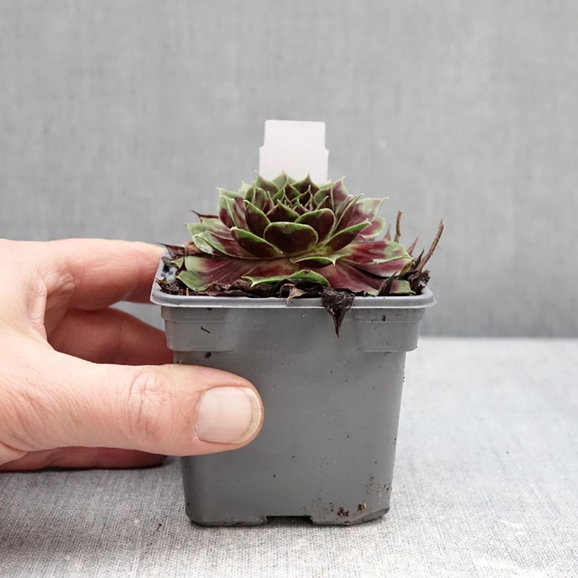 Sempervivum Colorockz Coconut Crystal - Joubarbe Vasetto da 8/9 cm esemplare consegnato in inverno
