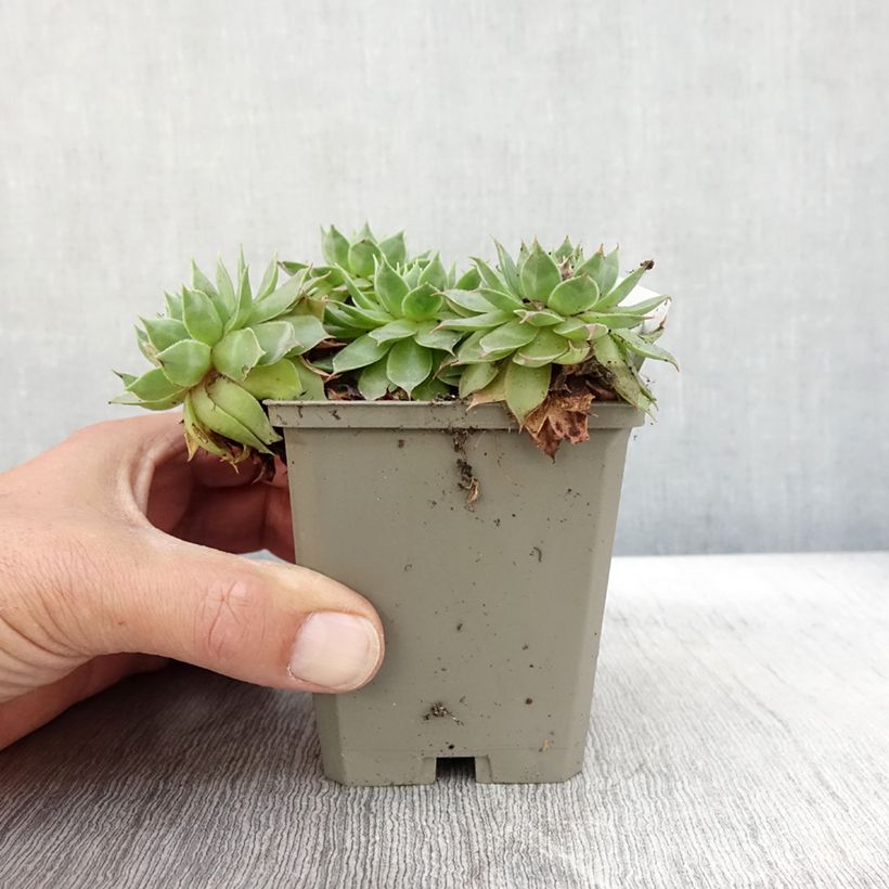 Esemplare di Sempervivum Gay Jester - Semprevivo Vasetto da 8/9 cm come consegnato in autunno