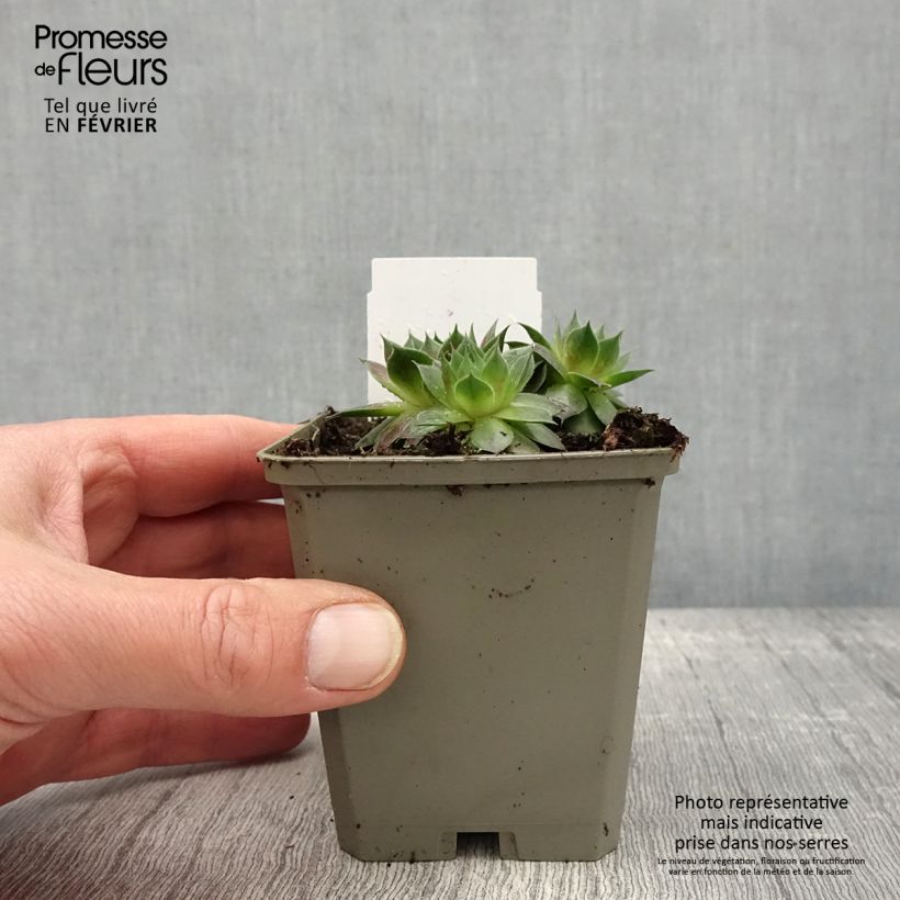 Sempervivum Gay Jester - Semprevivo Vasetto da 8/9 cm esemplare consegnato in inverno