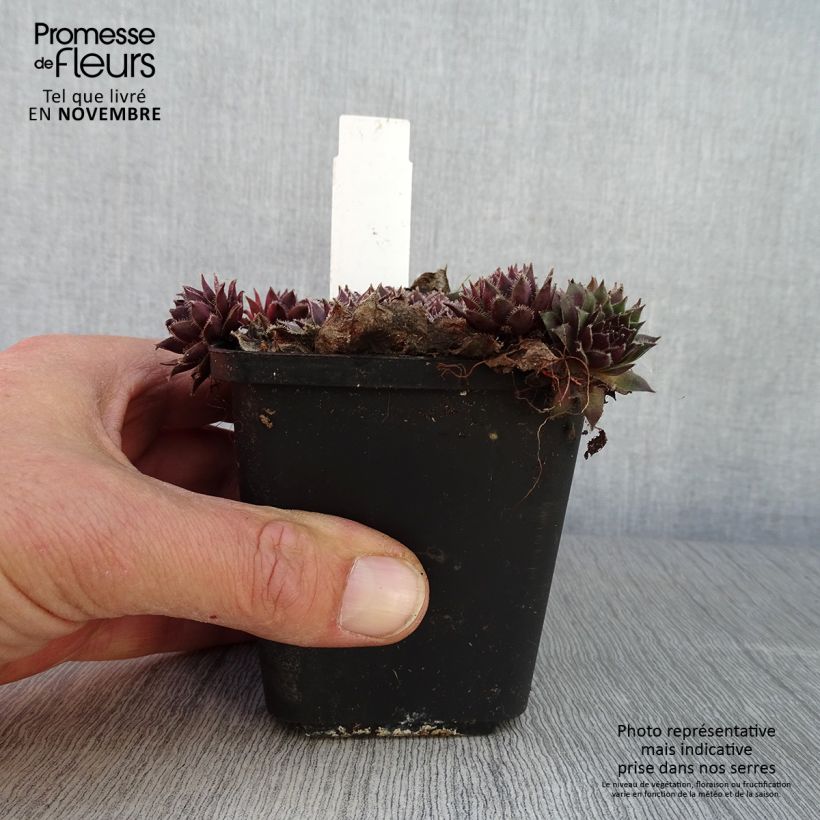Esemplare di Sempervivum Pilatus - Semprevivo Vasetto da 8/9 cm come consegnato in autunno