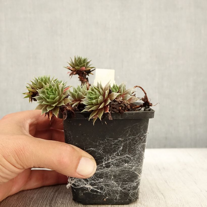 Esemplare di Sempervivum Purple Beauty - Semprevivo Vasetto da 8/9 cm come consegnato in autunno