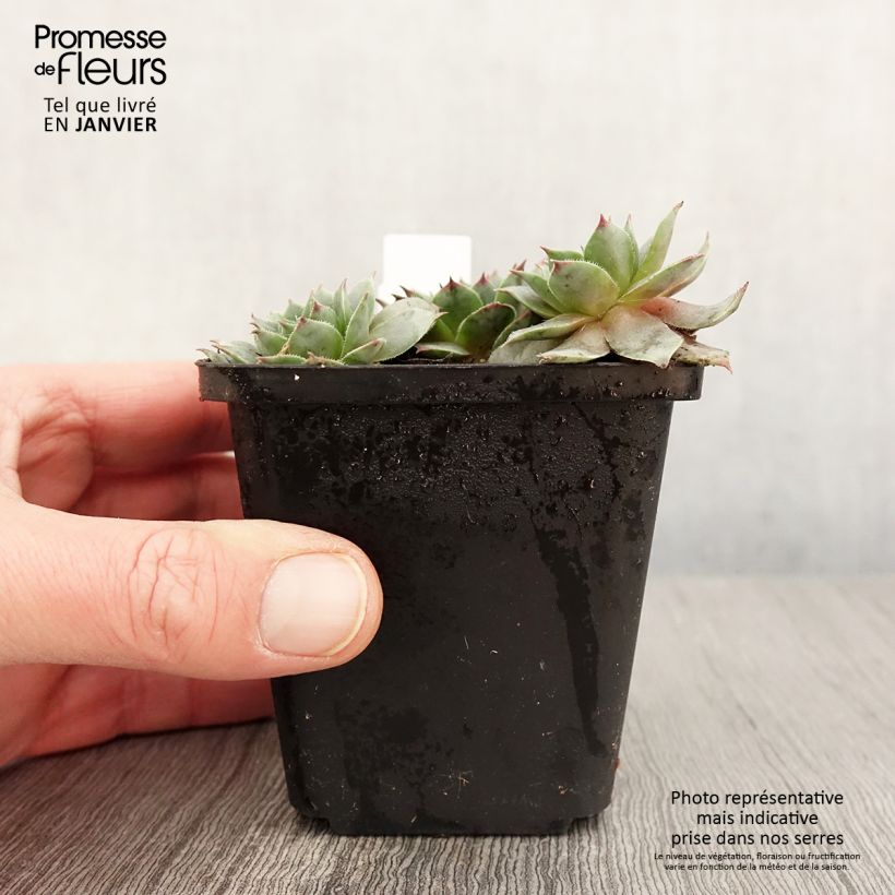 Sempervivum Purple Beauty - Semprevivo Vasetto da 8/9 cm esemplare consegnato in inverno