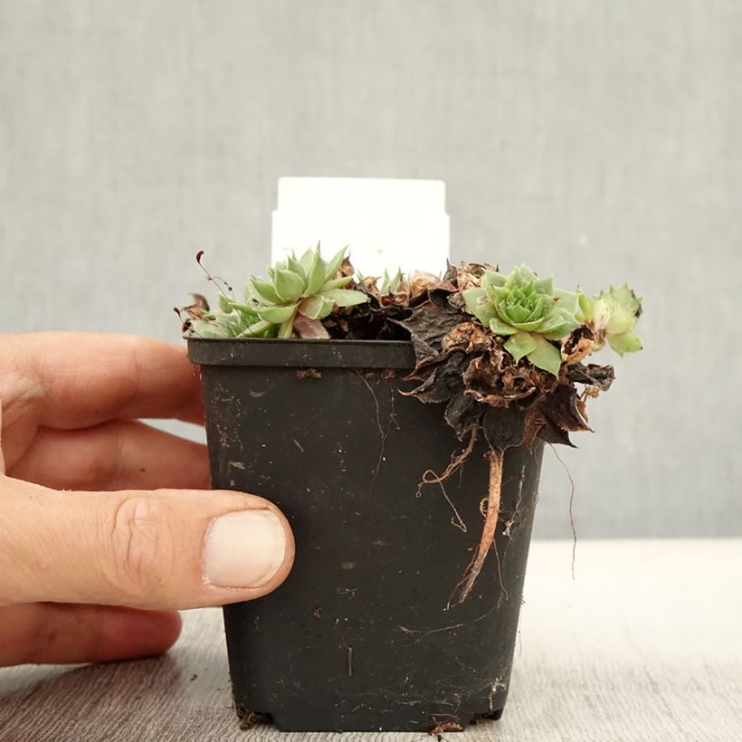 Esemplare di Sempervivum Rauher Kulm - Semprevivo Vasetto da 8/9 cm come consegnato in autunno