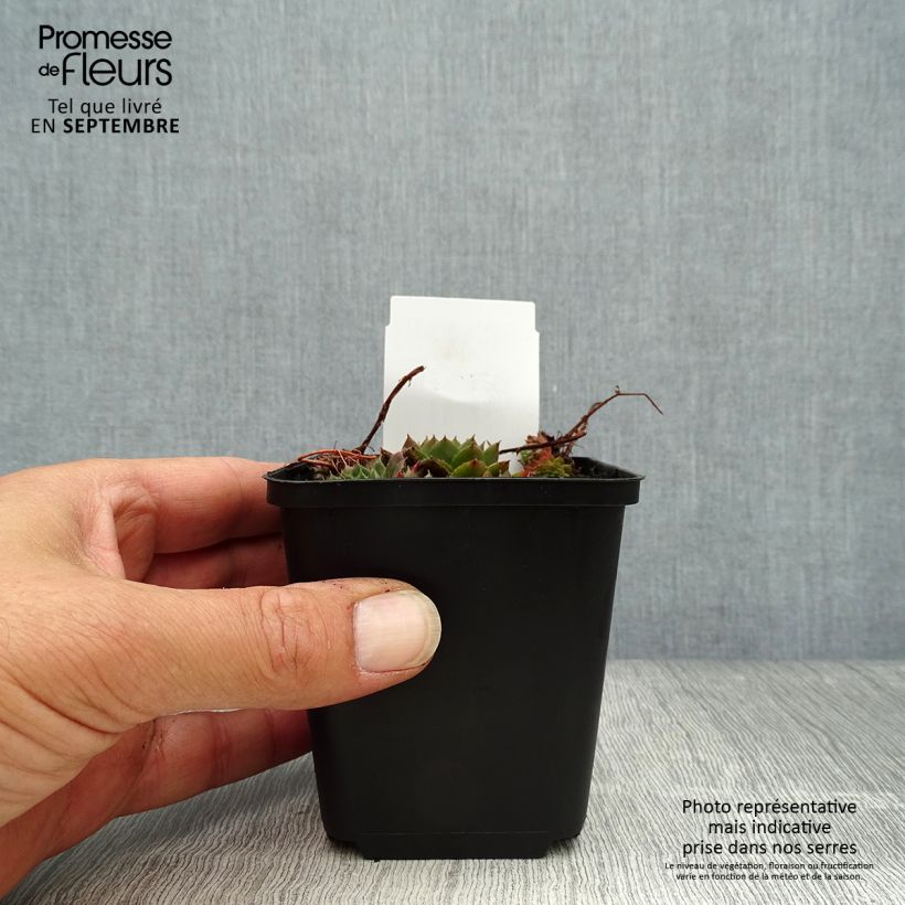 Esemplare di Sempervivum Santis - Semprevivo Vasetto da 8/9 cm come consegnato in autunno