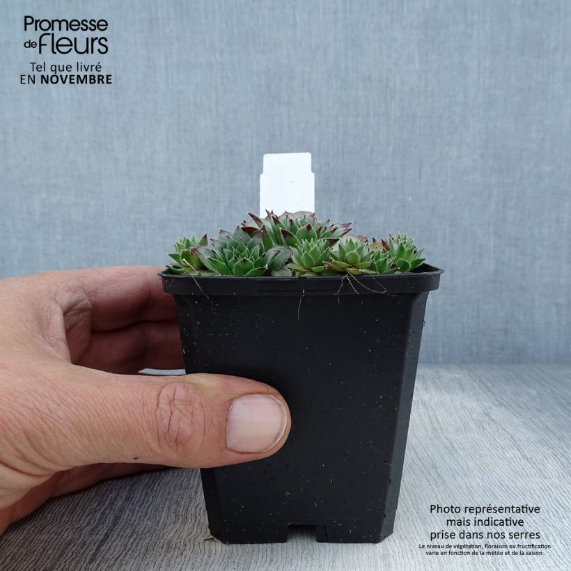 Esemplare di Sempervivum tectorum - Semprevivo maggiore Vasetto da 8/9 cm come consegnato in autunno