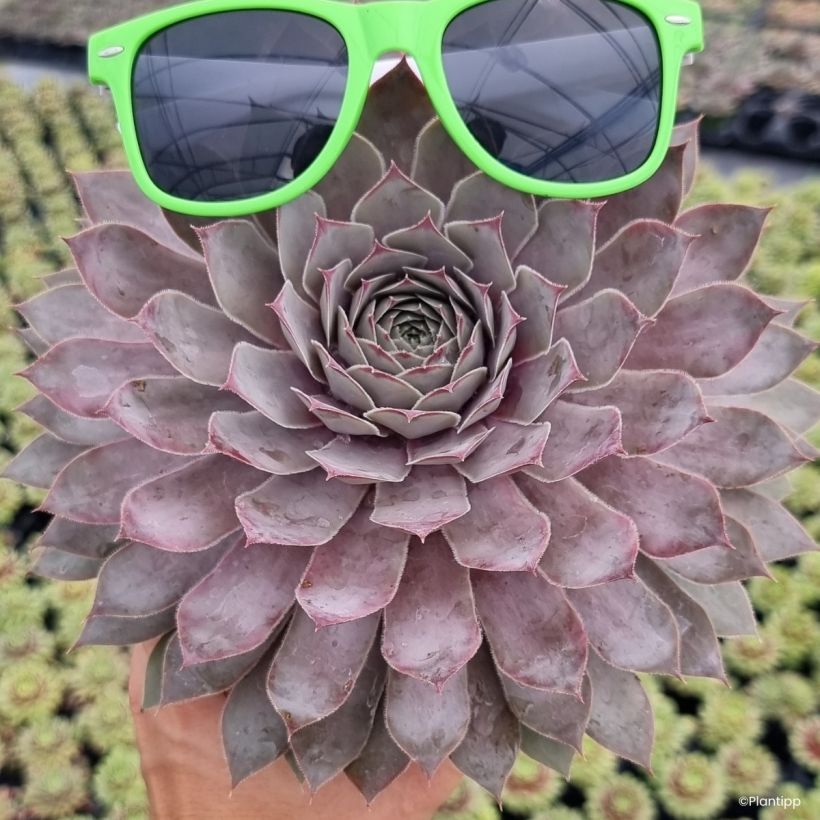 Sempervivum Chick Charms Giants Steel Appeal -Semprevivo (Porto)