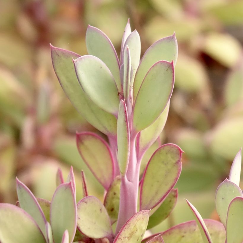 Senecio crassissimus (Fogliame)