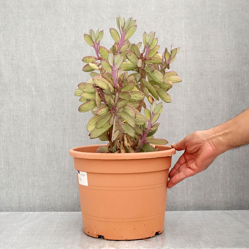 Esemplare di Senecio crassissimus Vaso da 7,5L/10L consegnato in estate