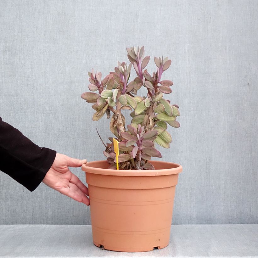 Esemplare di Senecio crassissimus Vaso da 7,5L/10L come consegnato in autunno