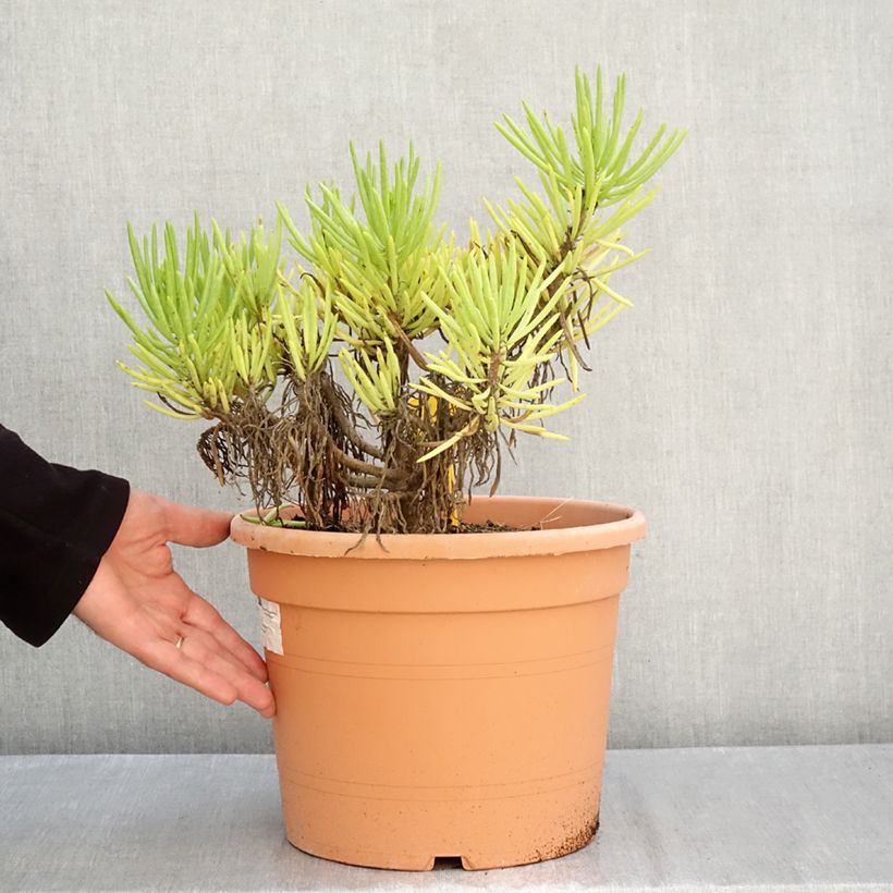 Esemplare di Senecio cylindricus Vaso da 7,5L/10L come consegnato in autunno