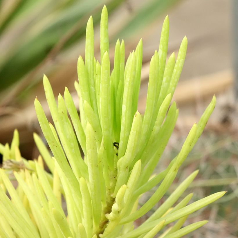 Senecio cylindricus (Fogliame)