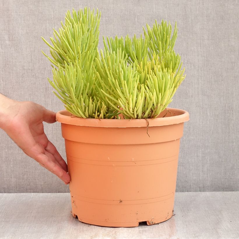 Esemplare di Senecio cylindricus Vaso da 7,5L/10L consegnato in estate