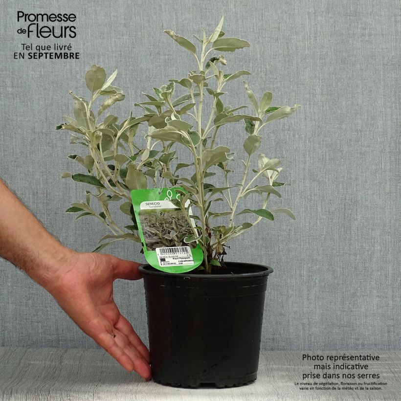Esemplare di Senecio greyi Sunshine Vaso da 2L/3L come consegnato in autunno