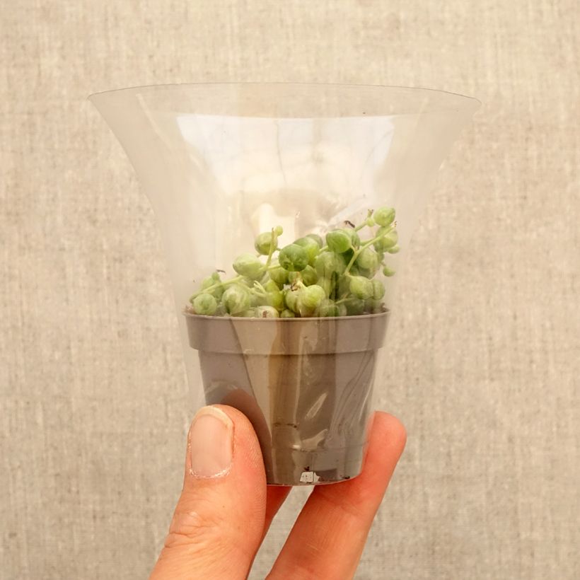 Senecio rowleyanus Variegata - Pianta del Rosario mini-pianta esemplare consegnato in primavera