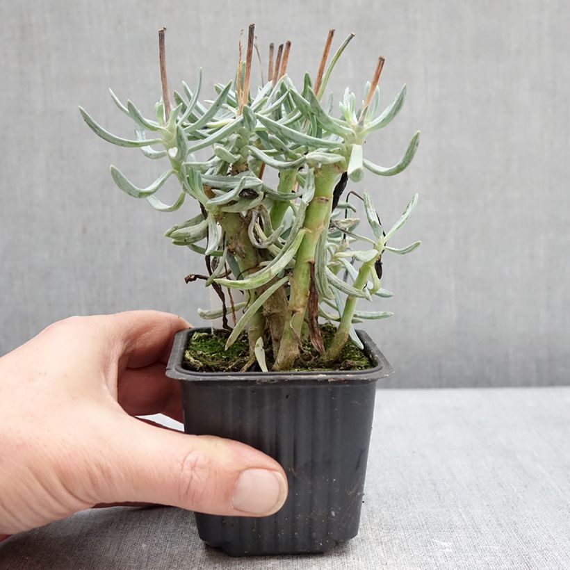 Senecio serpens Dwarf Blue Godet de 8/9 cm esemplare consegnato in inverno