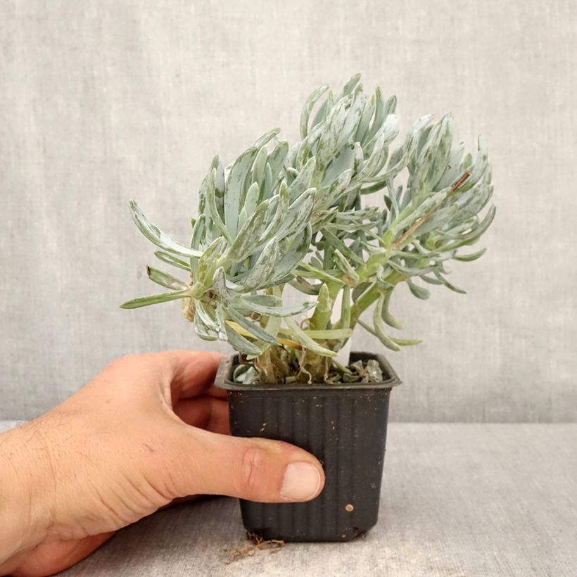 Senecio serpens Dwarf Blue Vasetto da 8/9 cm esemplare consegnato in primavera