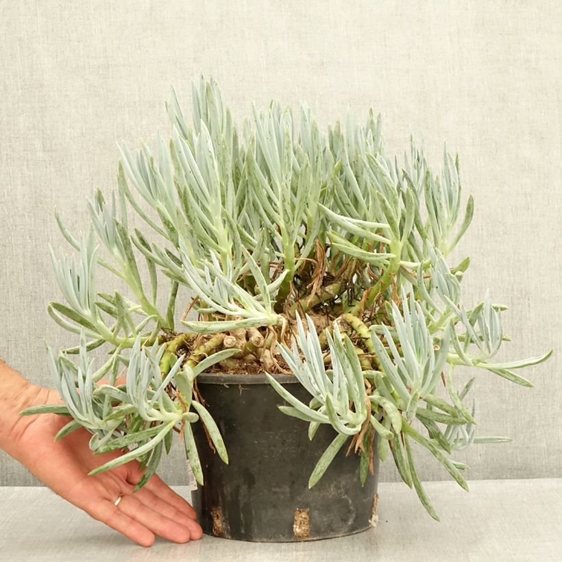 Esemplare di Senecio serpens - Plante succulente Vaso da 3L/4L consegnato in estate