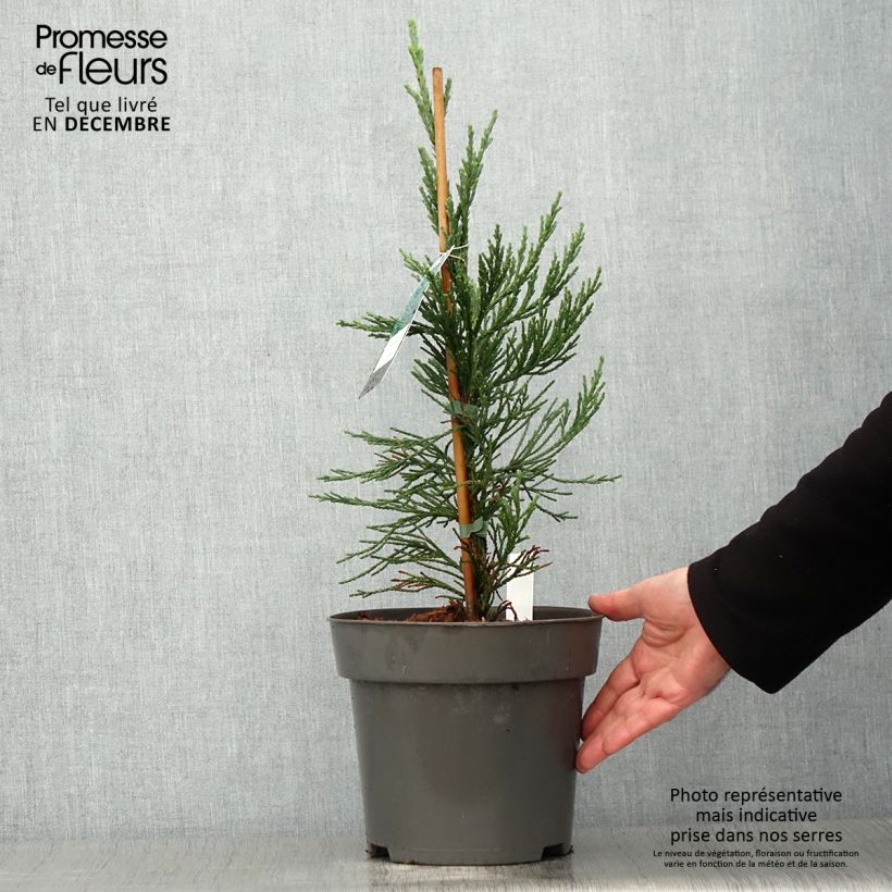 Esemplare di Sequoiadendron giganteum Glaucum - Sequoia gigante Vaso da 4L/5L come consegnato in autunno