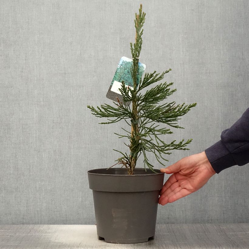 Sequoiadendron giganteum Glaucum - Sequoia gigante Vaso da 4L/5L esemplare consegnato in primavera