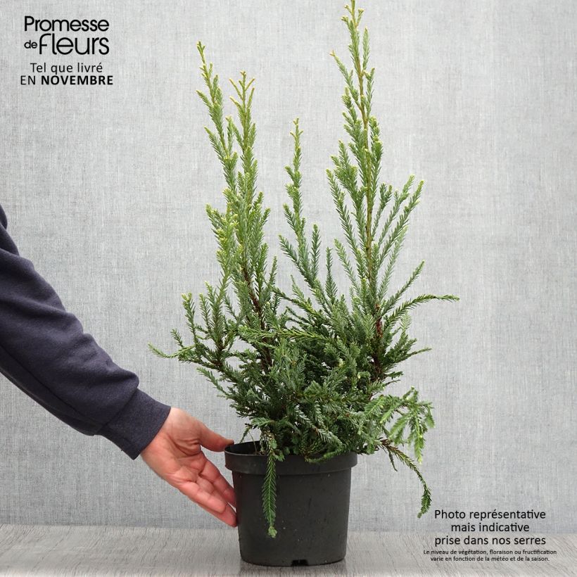 Esemplare di Sequoia sempervirens Adpressa Vaso da 3L/4L come consegnato in autunno