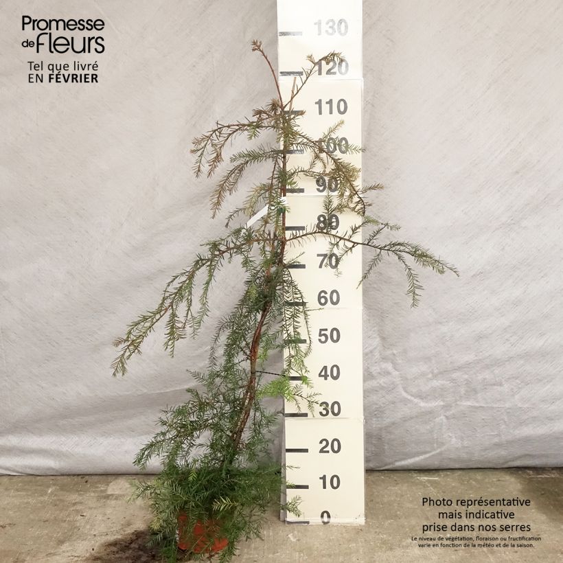 Sequoia sempervirens Vaso da 3L/4L esemplare consegnato in inverno