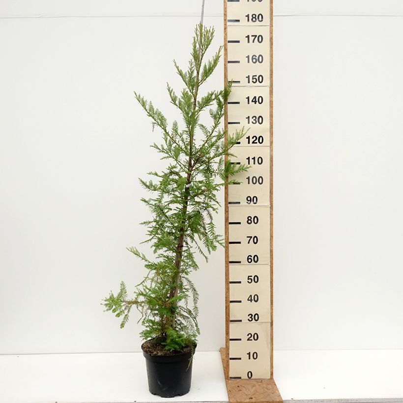 Esemplare di Sequoia sempervirens Vaso da 7,5L/10L come consegnato in autunno