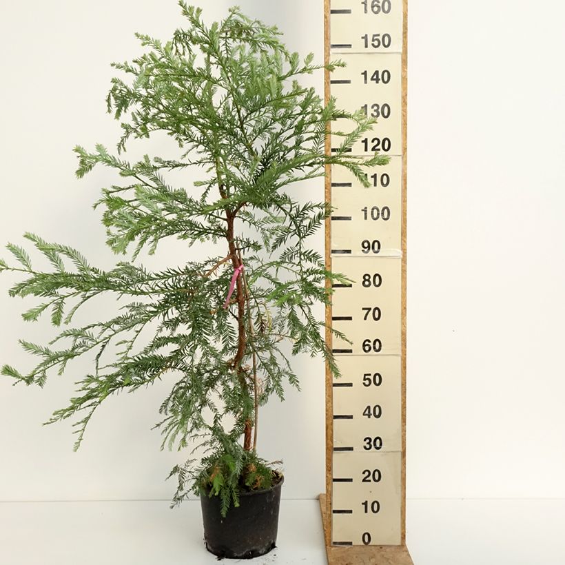 Esemplare di Sequoia sempervirens Vaso da 7,5L/10L consegnato in estate