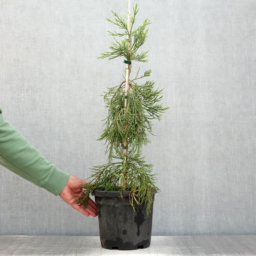 Esemplare di Sequoiadendron giganteum Pendulum - Sequoia gigante Vaso da 4L/5L consegnato in estate