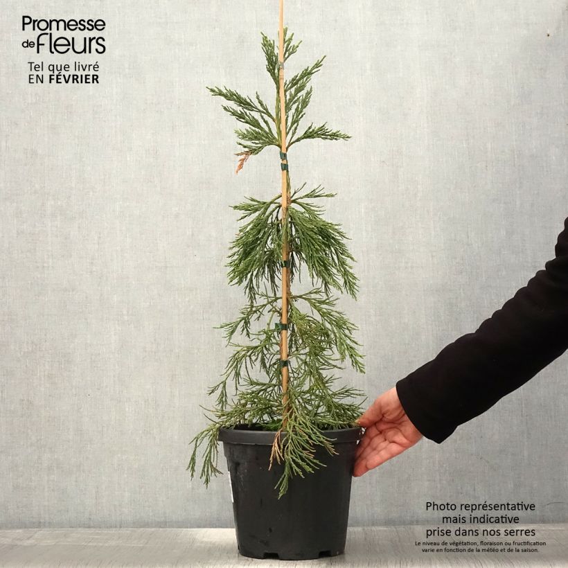 Sequoiadendron giganteum Pendulum - Sequoia gigante Vaso da 4L/5L esemplare consegnato in inverno