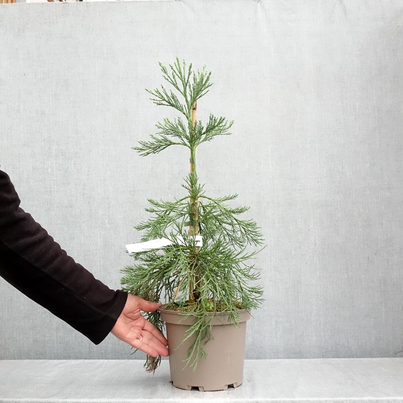 Esemplare di Sequoiadendron giganteum Pendulum - Sequoia gigante Vaso da 4L/5L come consegnato in autunno