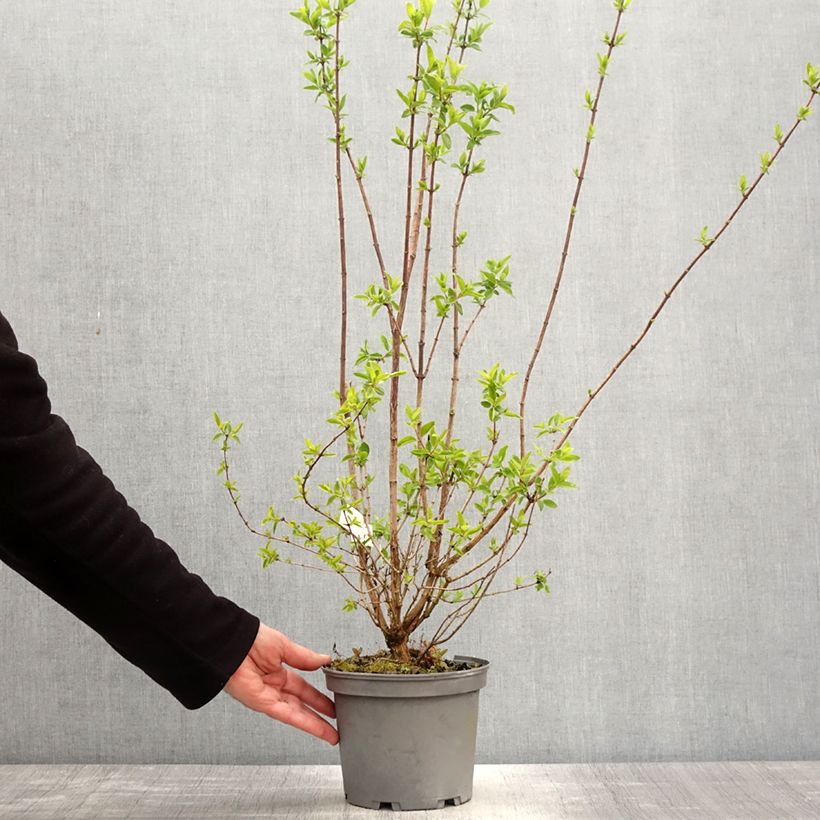 Philadelphus virginalis Mrs E.L. Robinson - Filadelfo Vaso da 2L/3L esemplare consegnato in primavera