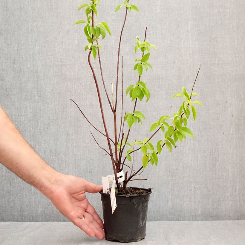 Esemplare di Philadelphus virginalis Natchez - Filadelfo Vaso da 4L/5L come consegnato in autunno