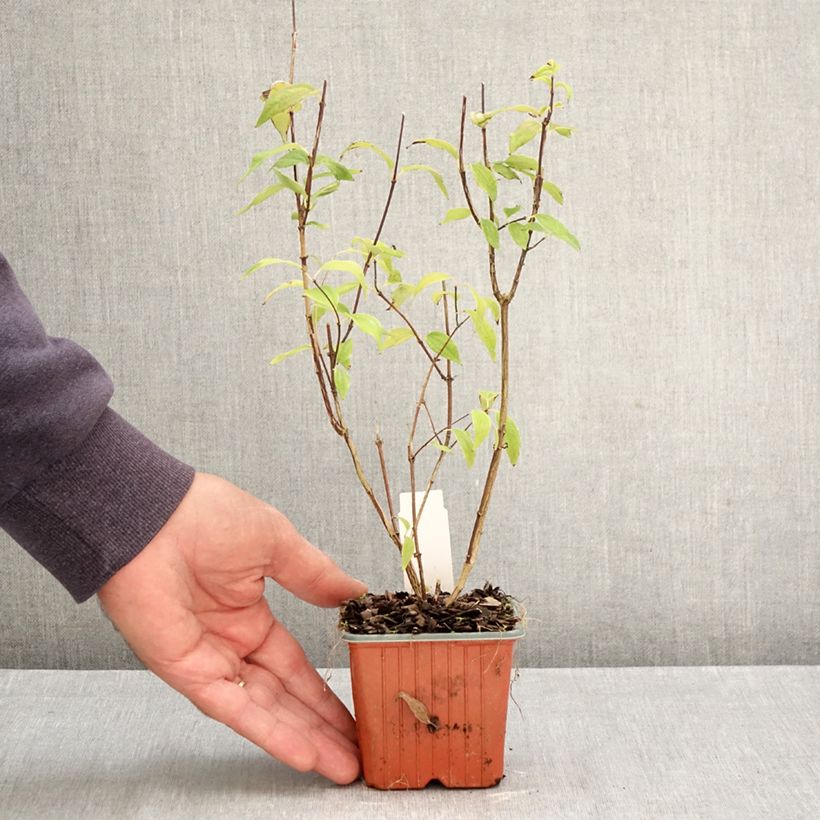 Esemplare di Philadelphus lemoinei - Filadelfo Vasetto da 8/9 cm come consegnato in autunno