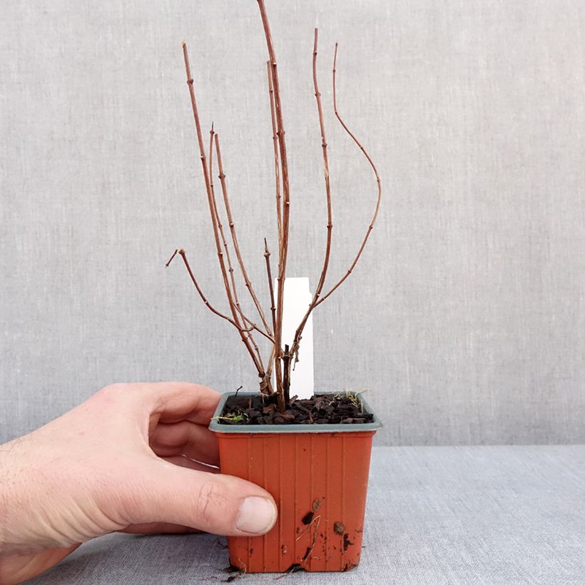 Philadelphus lemoinei - Filadelfo Vasetto da 8/9 cm esemplare consegnato in inverno