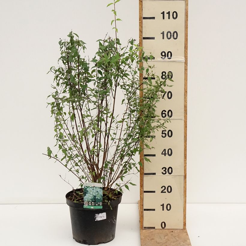 Esemplare di Philadelphus lemoinei - Filadelfo Vaso da 7,5L/10L consegnato in estate